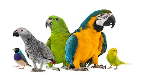 pet talk responsibilities  pet bird ownership