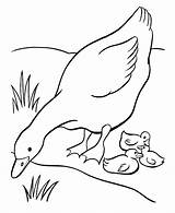 Coloring Goose Pages Printable Baby Kids Sheets Ducks Easter Mother Animal Farm Babies Geese Duck Embroidery Color Colouring Sheet Her sketch template