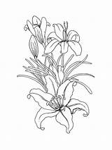 Pages Coloring Lily Flower Lilies sketch template