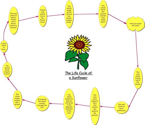 sunflower  life cycle   sunflower