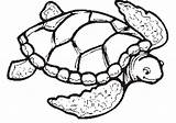 Tortue Coloriage Turtles Adults Eared Clipartmag Designlooter Coloringhome sketch template