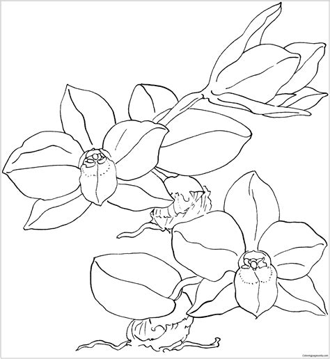 orchid flower coloring pages
