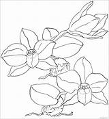 Coloring Orchid Pages Sophronitis Cernua Flower Printable Color Stencil Colouring Orchids Supercoloring Drawing Line Print Comments Poppy Via Gif sketch template