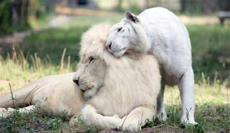 White Lion And White Tiger Fall In Love And Have The Most