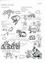 Coloring Pages Biology Cell Human Getcolorings Getdrawings sketch template