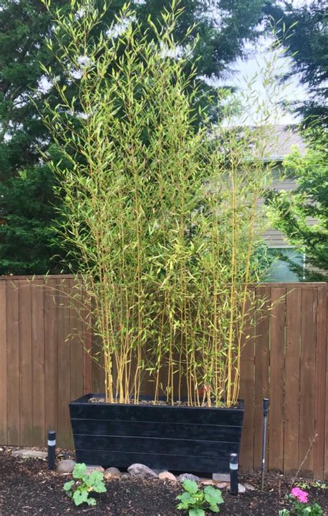 bamboo planters outdoor bamboo plants backyard landscaping designs bamboo planters