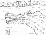 Spinosaurus Robin Coloring Pages Great Close sketch template