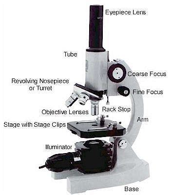 science inspiration    microscope work