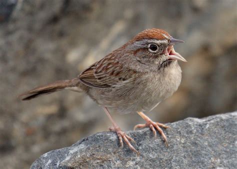 rufous crowned sparrow san diego bird spot