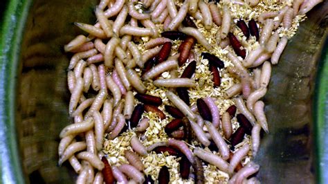 crime busting maggots  insects    key  unlocking murder