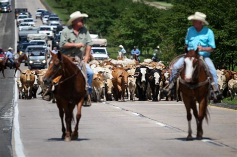 time cattle drive moves herd  island  liberty county