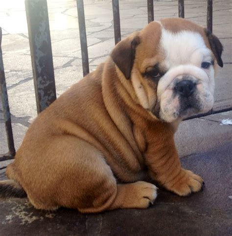 cute bulldog puppies  cute puppies pictures puppy