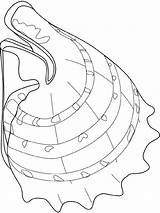 Conch Fische Crostacei Pesce Pesci Tiere Designlooter Malvorlage Kategorien sketch template
