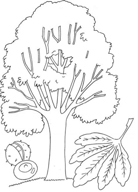trees leaves coloring pages     coloring pages