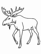 Coloring Bull Pages Moose Drawing Reindeer Antlers Sheets Printable Elk Draw Drawings Cartoon Color Print Only sketch template