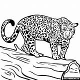 Jaguar Leopardo Leopardos Navegación Rincondibujos sketch template
