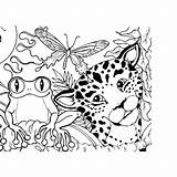 Coloring Rainforest Animals Pages Forest Jungle Amazon Animal Plants Rain Sheets Kids Printable Theme Scene Color Books Adult Colouring Adults sketch template