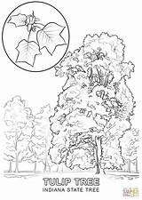 State Coloring Tree Indiana Tennessee Kentucky Pages Printable Ky Clipart Drawing Flower Nevada Color Flag Symbols Supercoloring Cliparts Tulip Getcolorings sketch template