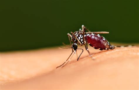 ways  prevent aedes mosquito