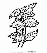 Pedunculate Robur Quercus Engraved sketch template