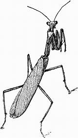 Mantis Clipart Praying Cliparts Clip Coloring European Pages Insects Etc Drawing Attribution Forget Link Don Clipground Library Medium Original Large sketch template