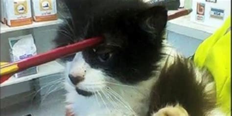 moo moo  cat survives  shot  arrow  huffpost