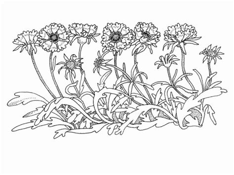 spring coloring sheets  adults lovely  printable coloring pages