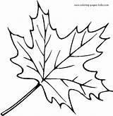 Coloring Leaf Pages Printable Related Posts Print Color sketch template