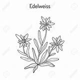 Edelweiss Flower Drawing Growing Getdrawings sketch template