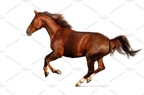 galloping horse isolated  white high quality animal stock