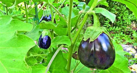 surprising health benefits of eggplants the asian age
