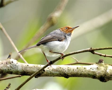 ashy tailorbird orthotomus ruficeps