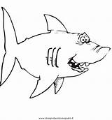 Pesce Martello Sharks Squalo Squali sketch template