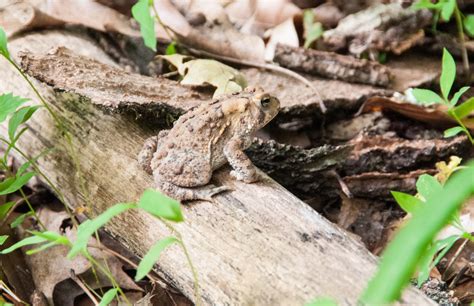 pa amphibian reptile survey bucks county audubon society