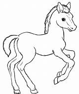 Colorir Animais Cavalo Cavalos Filhote Cavalinho Pra Coelhos Qdb Poldo sketch template