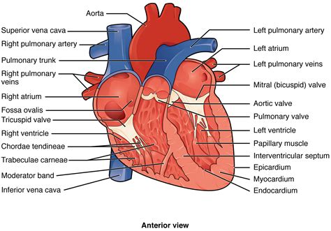 openstax anatphys fig internal anatomy   heart english labels anatomytool