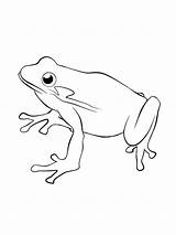 Frosch Ausmalbilder Ausdrucken Malvorlagen sketch template