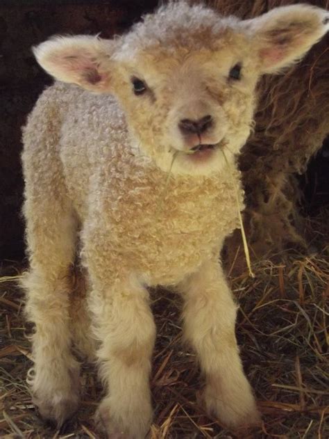 lamb farm animals animals  pets beautiful creatures