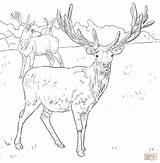 Deer Coloring Red Pages Printable European Mule Dear Western Supercoloring Drawings sketch template