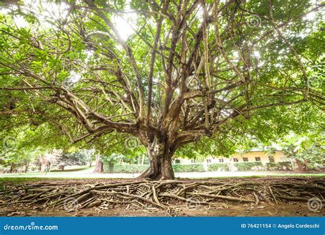 baum und wurzeln stockfoto bild von element alter dekoration