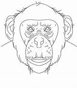 Chimpanzee Coloring Pages Color Face Printable Print Sheet Animals Kids Animal Bestcoloringpagesforkids Popular sketch template