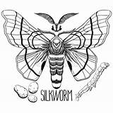 Moth Silkworm Graphic Drawing Stock Vectors Illustrations Royalty Set Getdrawings Depositphotos sketch template