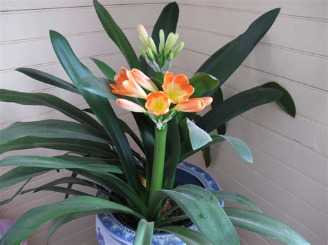 clivia archives henry homeyer