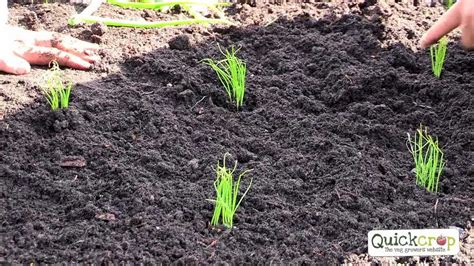 grow   spring onions  quickcrop youtube