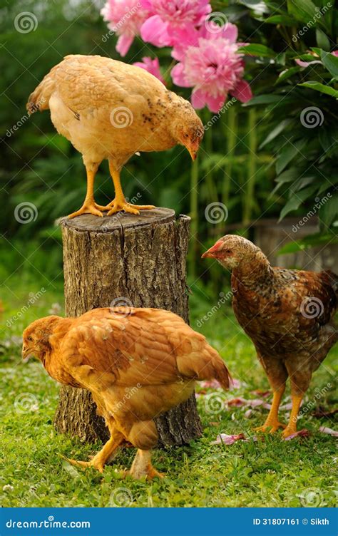 three chickens in the garden stock image image 31807161