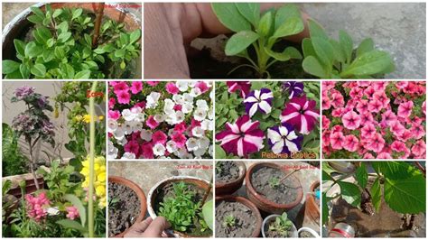 grow transplanting petunia seedlingsin urdu hindi youtube