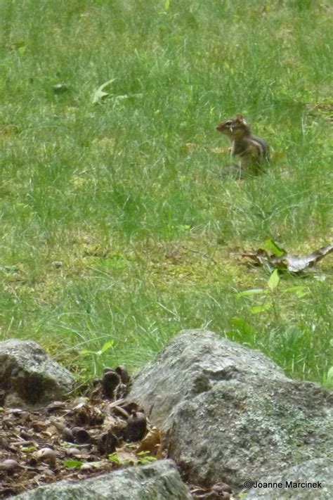 How To Get Rid Of Chipmunks In My Garden Hubpages