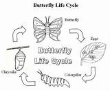 Metamorphosis Schmetterling Cycle Lebenszyklus Schmetterlings Monarch Farbtonseite Lifecycle sketch template