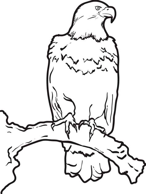 eagle coloring pages  print