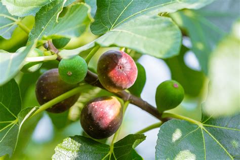 growing figs learn   grow  fig tree  homes  gardens